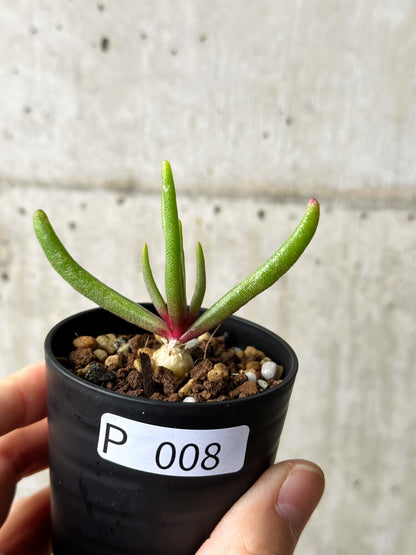 【現品限り】フィロボルス・テヌイフロルス【P8】 Phyllobolus tenuiflorus