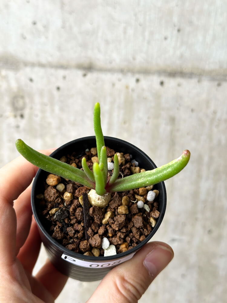 【現品限り】フィロボルス・テヌイフロルス【P8】 Phyllobolus tenuiflorus