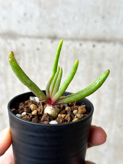 【現品限り】フィロボルス・テヌイフロルス【P8】 Phyllobolus tenuiflorus