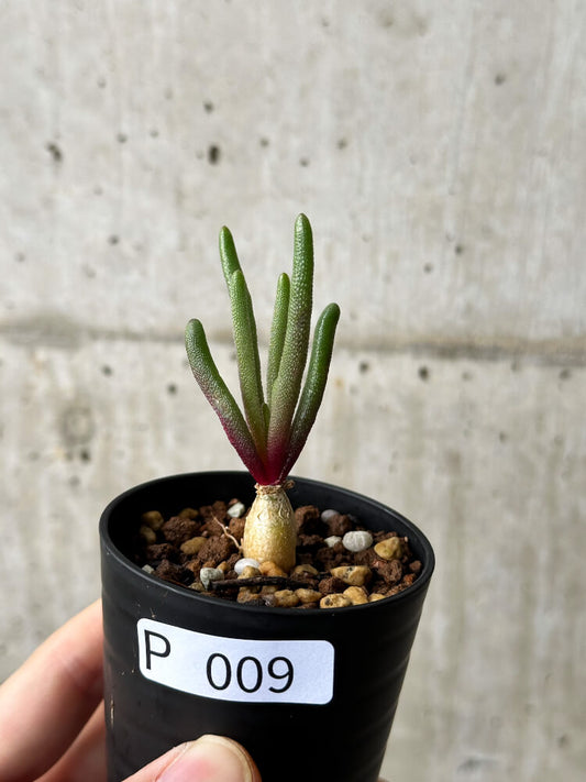 【現品限り】フィロボルス・テヌイフロルス【P9】 Phyllobolus tenuiflorus