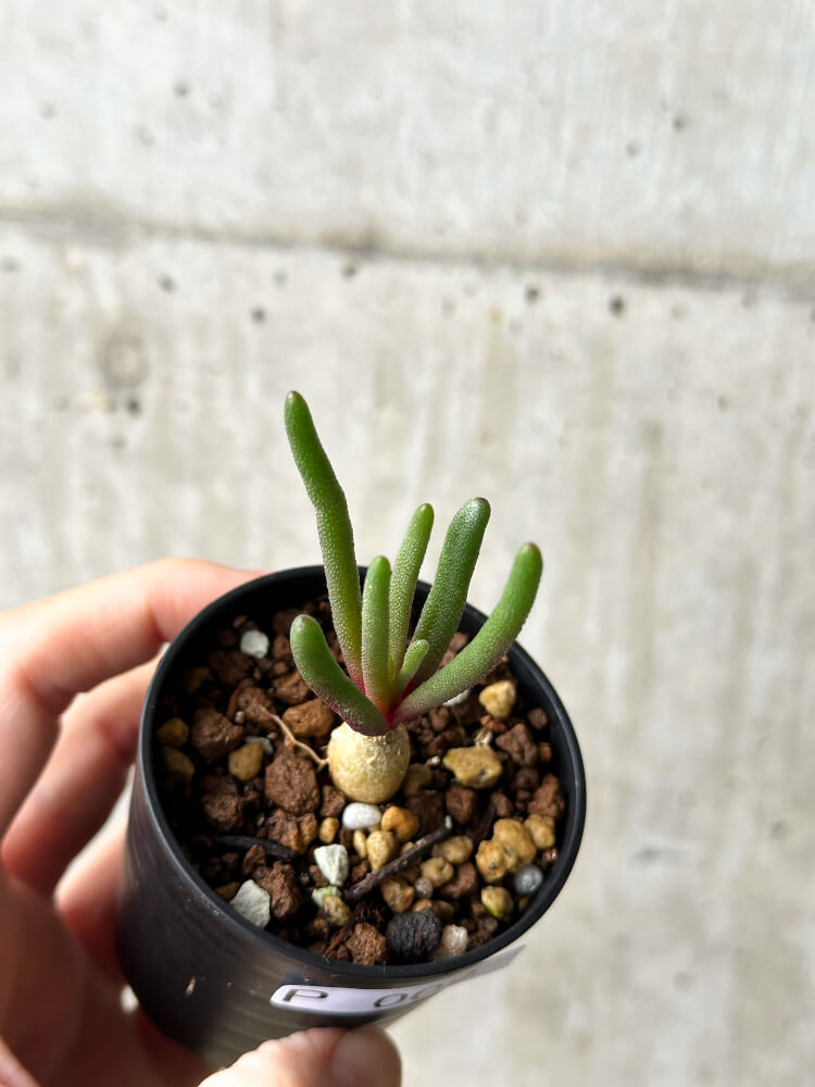 【現品限り】フィロボルス・テヌイフロルス【P9】 Phyllobolus tenuiflorus