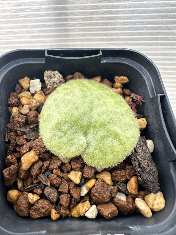 【現品限り】チレコドン・シングラリス【Q10】 Tylecodon singularis