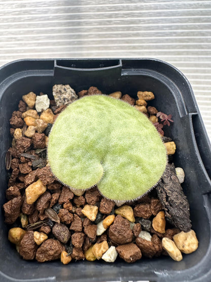 【現品限り】チレコドン・シングラリス【Q10】 Tylecodon singularis