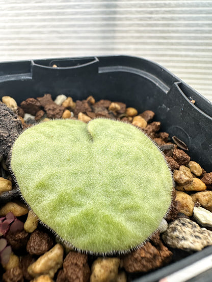 【現品限り】チレコドン・シングラリス【Q10】 Tylecodon singularis