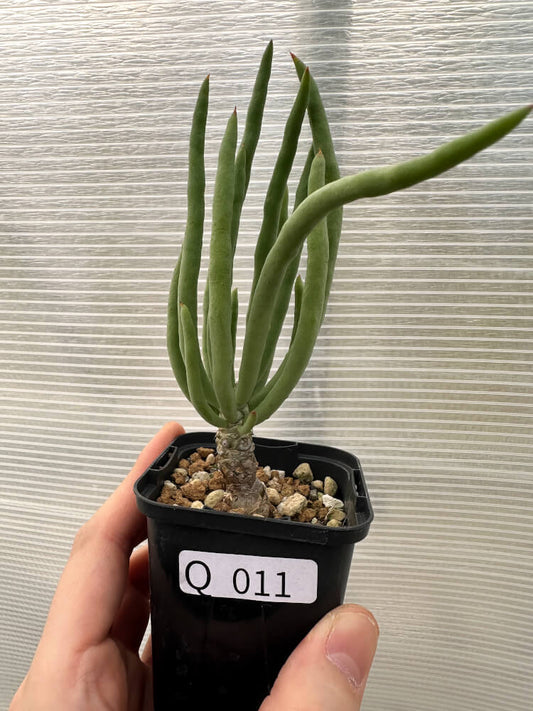 【現品限り】チレコドン・フィロポディウム【Q11】 Tylecodon reticulatus ssp phyllopodium