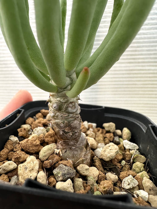 【現品限り】チレコドン・フィロポディウム【Q11】 Tylecodon reticulatus ssp phyllopodium