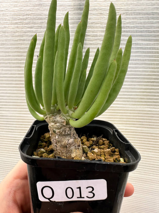 【現品限り】チレコドン・フィロポディウム【Q13】 Tylecodon reticulatus ssp phyllopodium