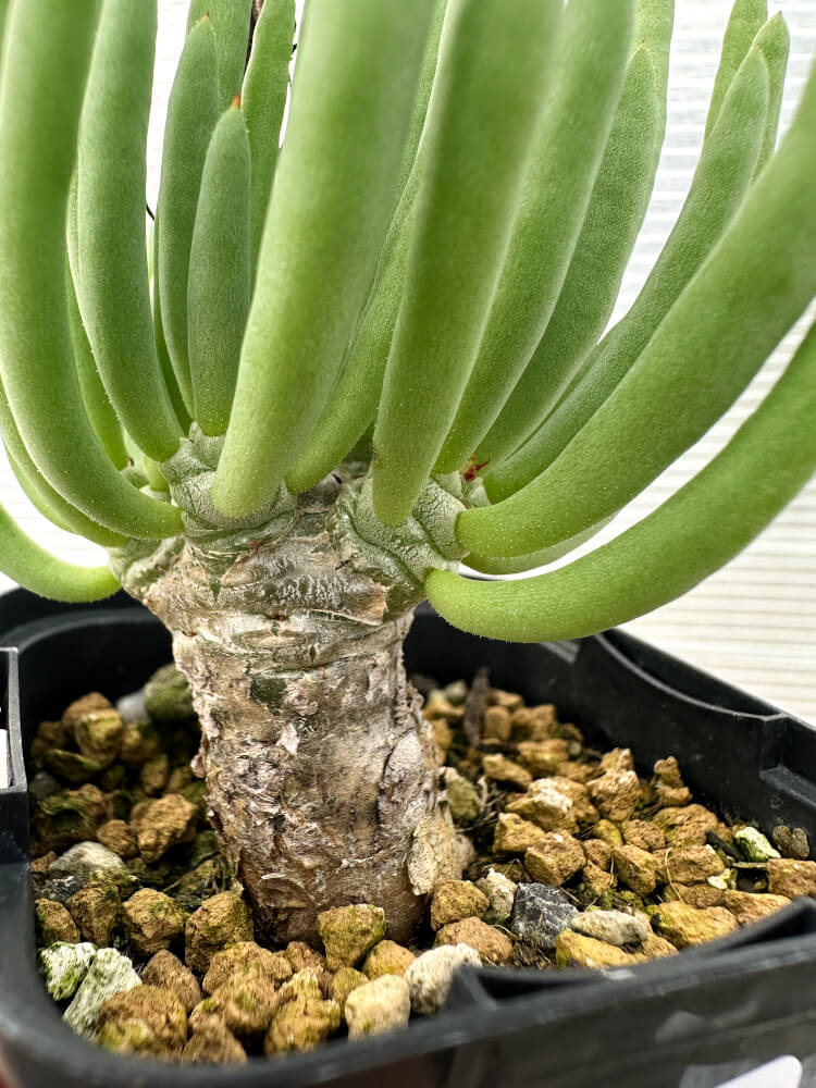 【現品限り】チレコドン・フィロポディウム【Q13】 Tylecodon reticulatus ssp phyllopodium