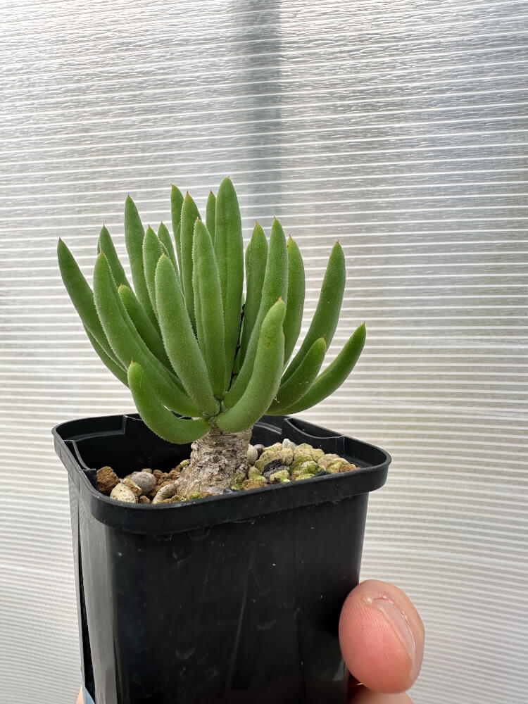 【現品限り】チレコドン・フィロポディウム【Q14】 Tylecodon reticulatus ssp phyllopodium