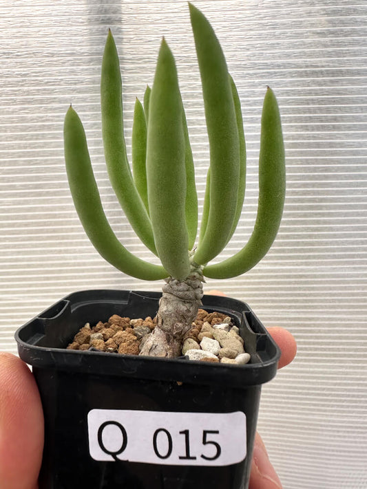 【現品限り】チレコドン・フィロポディウム【Q15】 Tylecodon reticulatus ssp phyllopodium