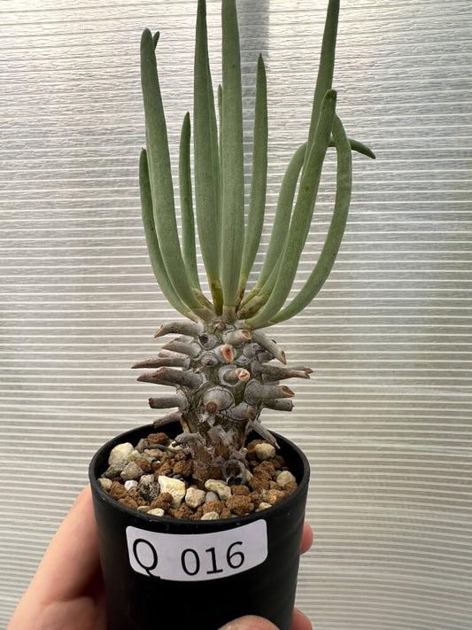 【現品限り】チレコドン・ワリチー【Q16】 Tylecodon wallichii