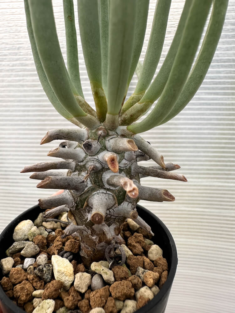現品限り】チレコドン・ワリチー【Q16】 Tylecodon wallichii 塊根植物
