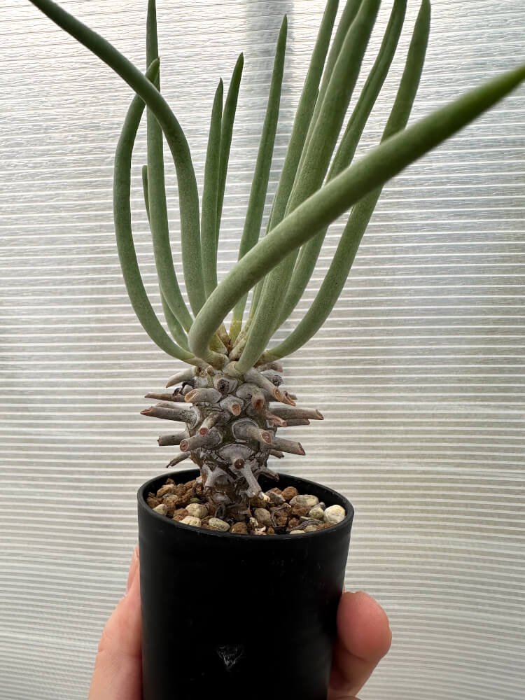 【現品限り】チレコドン・ワリチー【Q16】 Tylecodon wallichii