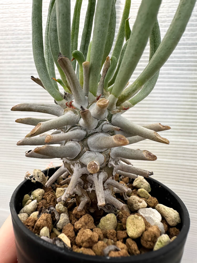 【現品限り】チレコドン・ワリチー【Q17】 Tylecodon wallichii