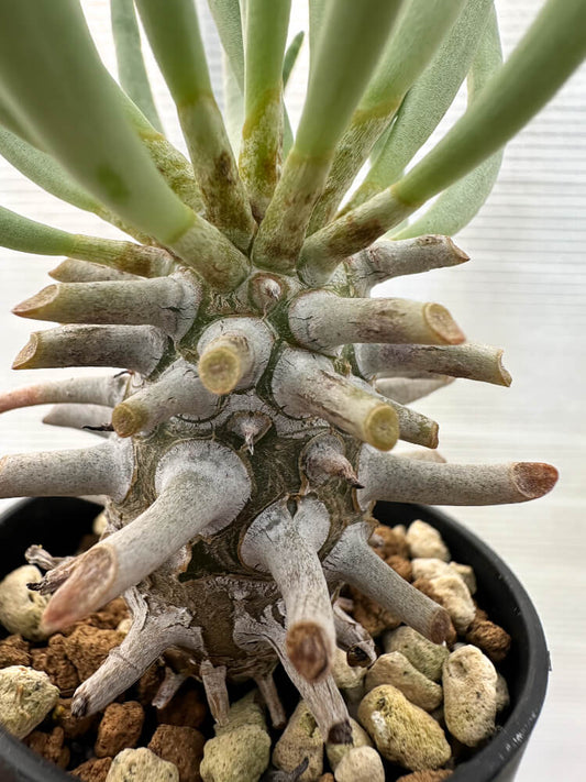 【現品限り】チレコドン・ワリチー【Q18】 Tylecodon wallichii