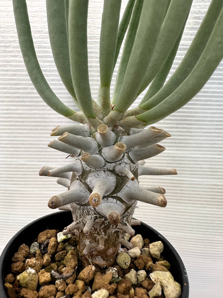 【現品限り】チレコドン・ワリチー【Q19】 Tylecodon wallichii