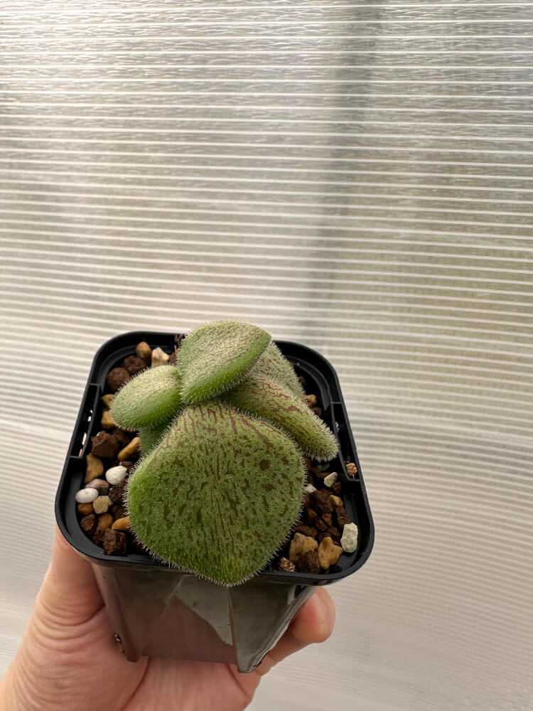 現品限り】チレコドン・ノルティ【Q1】 Tylecodon nolteei 塊根植物