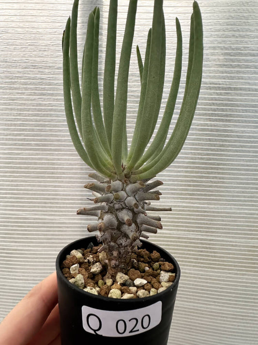 【現品限り】チレコドン・ワリチー【Q20】 Tylecodon wallichii