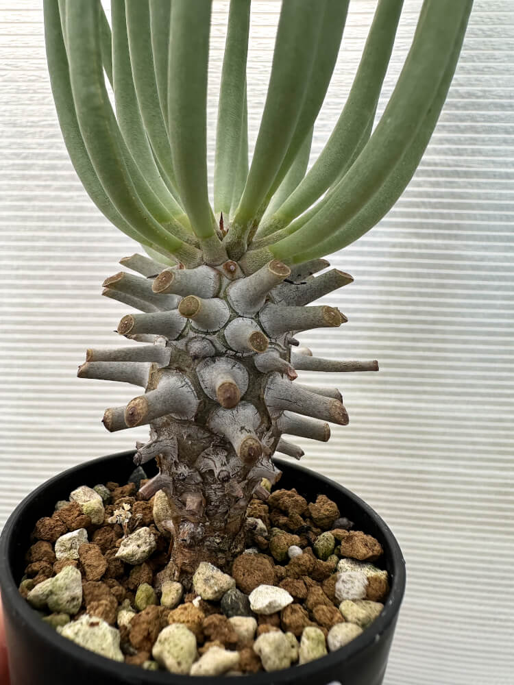 現品限り】チレコドン・ワリチー【Q20】 Tylecodon wallichii 塊根植物