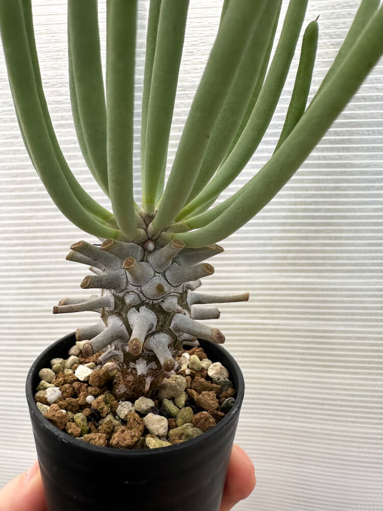 【現品限り】チレコドン・ワリチー【Q20】 Tylecodon wallichii