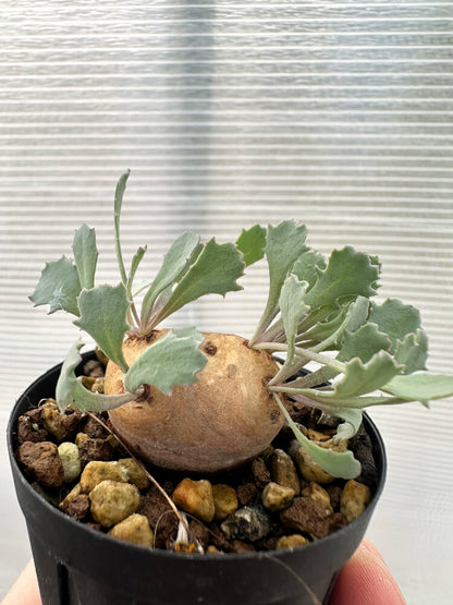 【現品限り】オトンナ・カカリオイデス 現地株 発根済み【Q21】 Othonna cacalioides