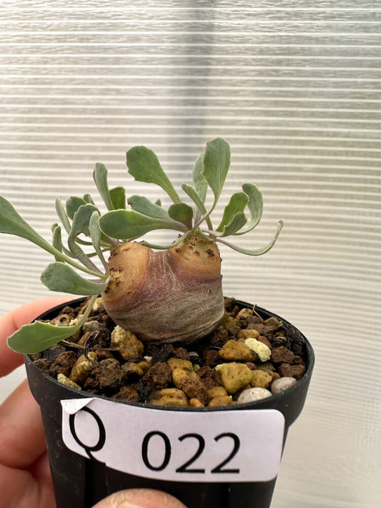 【現品限り】オトンナ・カカリオイデス 現地株 発根済み【Q22】 Othonna cacalioides