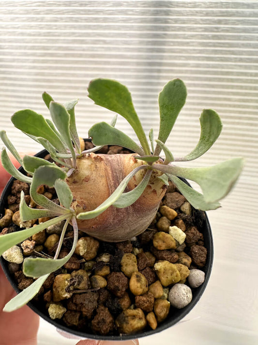 【現品限り】オトンナ・カカリオイデス 現地株 発根済み【Q22】 Othonna cacalioides
