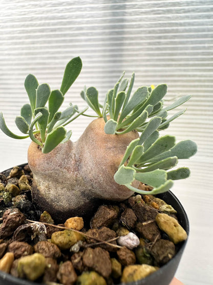 【現品限り】オトンナ・カカリオイデス 現地株 発根済み【Q23】 Othonna cacalioides