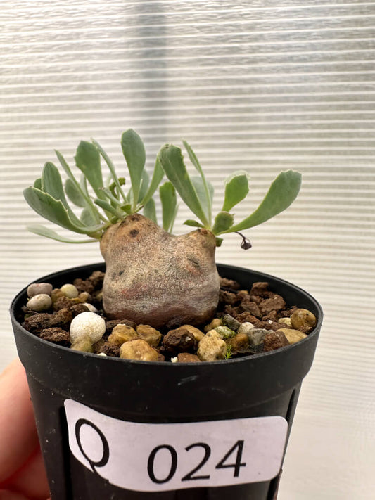 【現品限り】オトンナ・カカリオイデス 現地株 発根済み【Q24】 Othonna cacalioides
