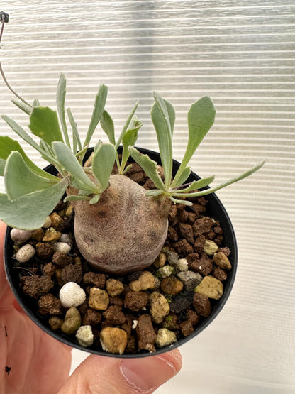 【現品限り】オトンナ・カカリオイデス 現地株 発根済み【Q24】 Othonna cacalioides