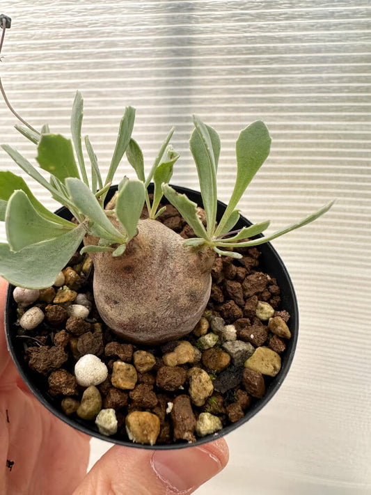 【現品限り】オトンナ・カカリオイデス 現地株 発根済み【Q24】 Othonna cacalioides