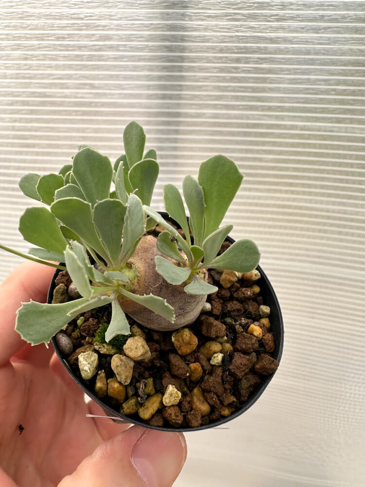 【現品限り】オトンナ・カカリオイデス 現地株 発根済み【Q25】 Othonna cacalioides