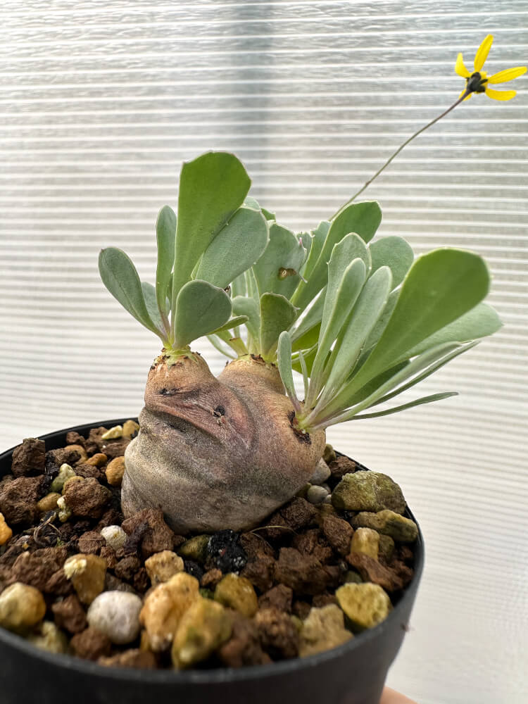 現品限り】オトンナ・カカリオイデス 現地株 発根済み【Q25】 Othonna