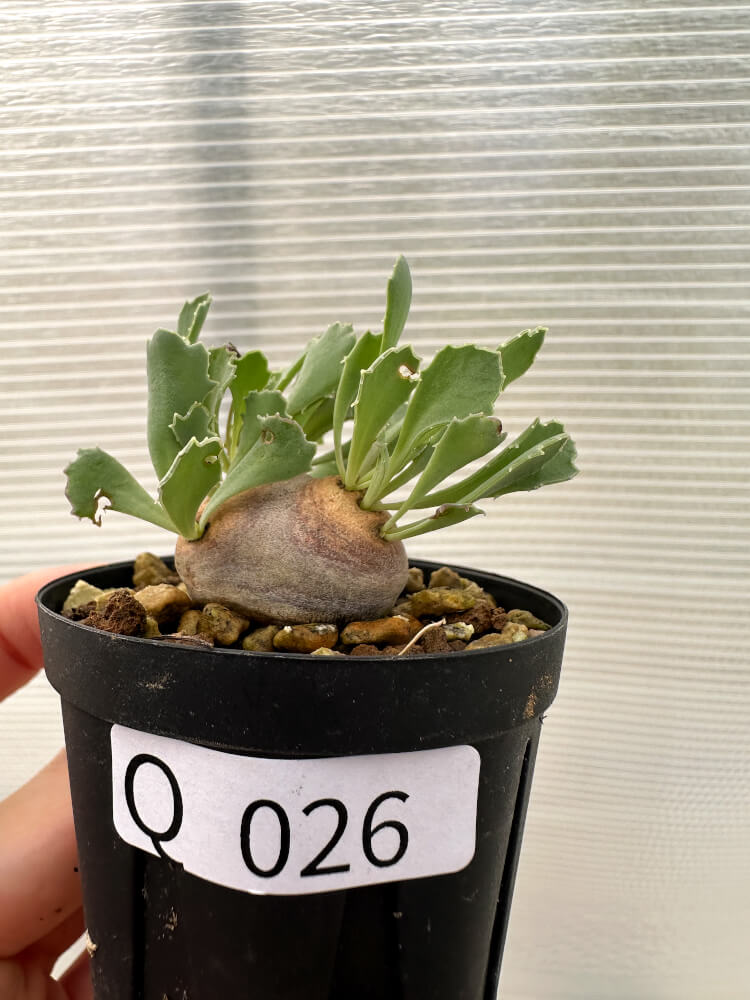 現品限り】オトンナ・カカリオイデス 現地株 発根済み【Q26】 Othonna