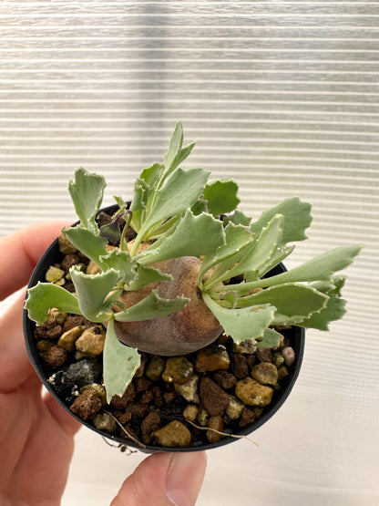 【現品限り】オトンナ・カカリオイデス 現地株 発根済み【Q26】 Othonna cacalioides