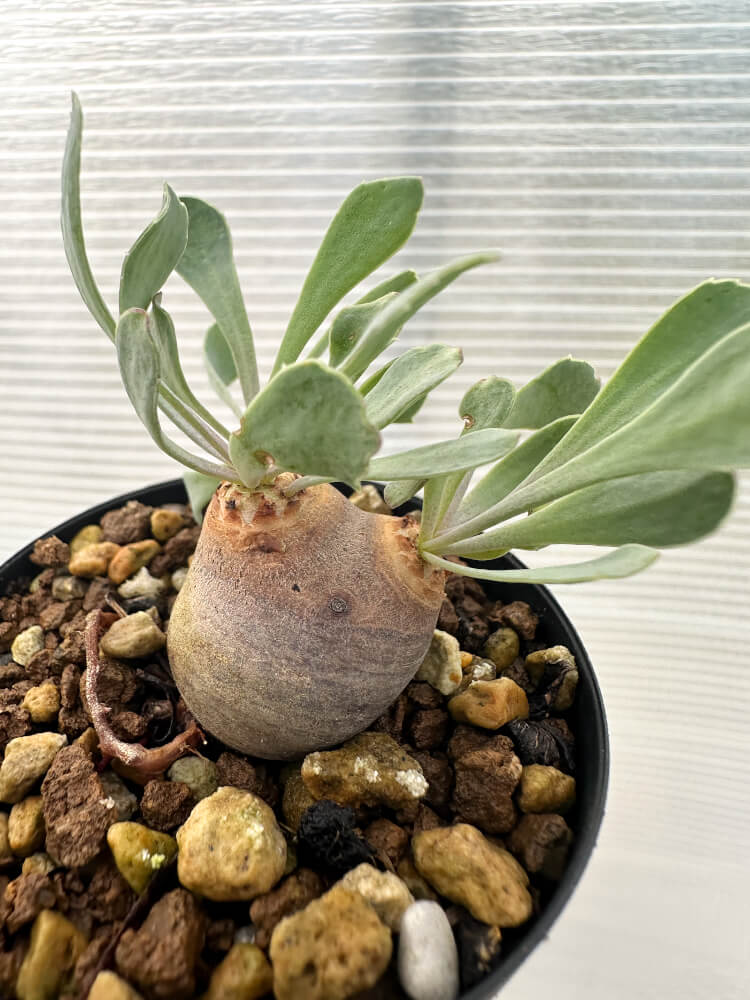 【現品限り】オトンナ・カカリオイデス 現地株 発根済み【Q27】 Othonna cacalioides