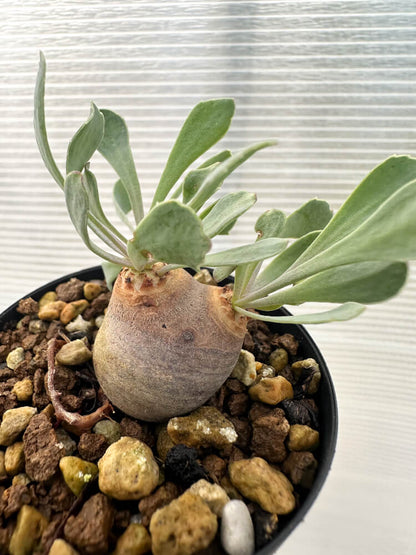 【現品限り】オトンナ・カカリオイデス 現地株 発根済み【Q27】 Othonna cacalioides