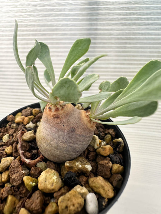 【現品限り】オトンナ・カカリオイデス 現地株 発根済み【Q27】 Othonna cacalioides