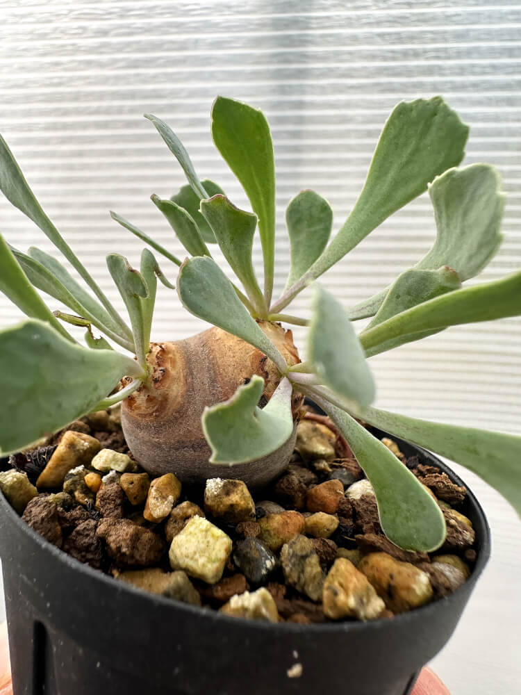 【現品限り】オトンナ・カカリオイデス 現地株 発根済み【Q27】 Othonna cacalioides