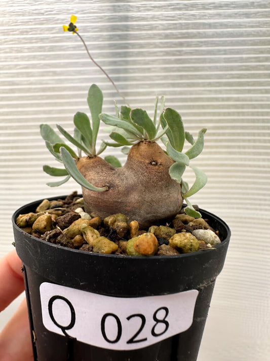 【現品限り】オトンナ・カカリオイデス 現地株 発根済み【Q28】 Othonna cacalioides