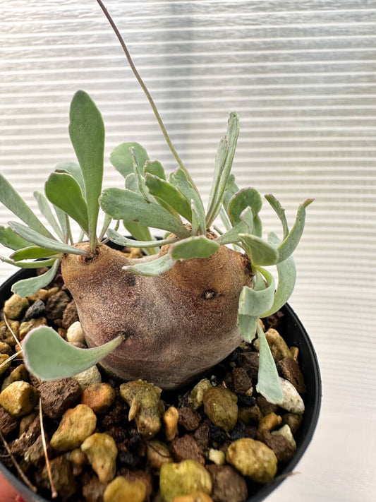 【現品限り】オトンナ・カカリオイデス 現地株 発根済み【Q28】 Othonna cacalioides