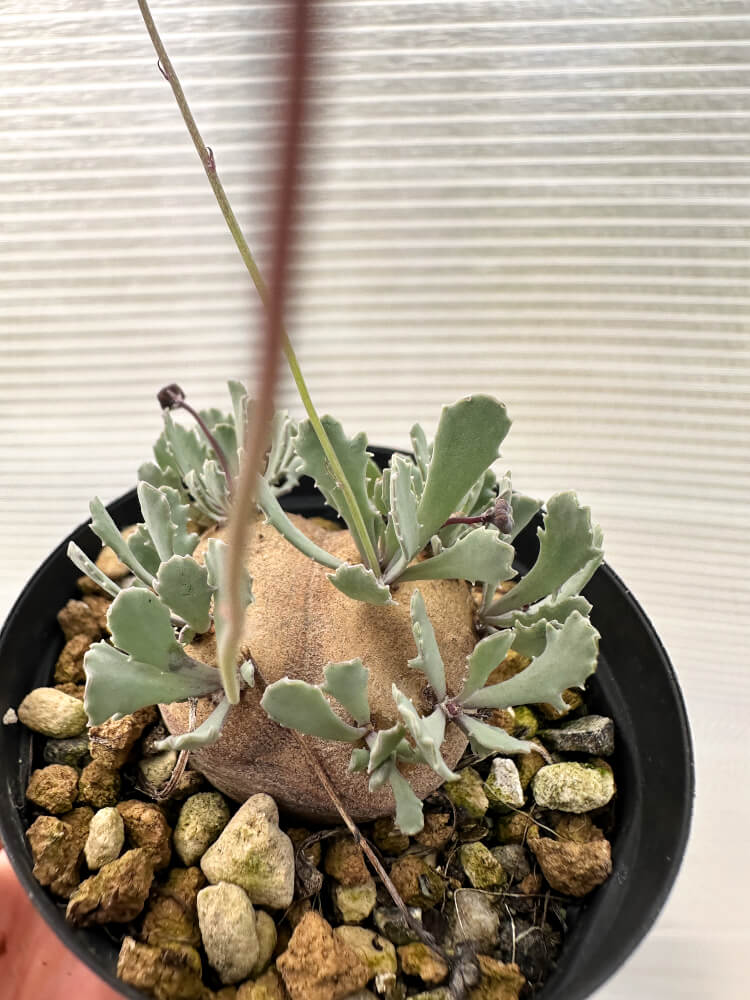 【現品限り】オトンナ・カカリオイデス 現地株 発根済み【Q29】 Othonna cacalioides