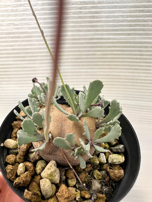 【現品限り】オトンナ・カカリオイデス 現地株 発根済み【Q29】 Othonna cacalioides