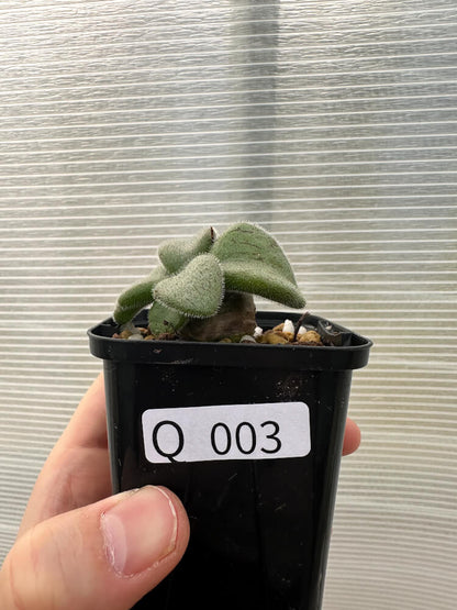 【現品限り】チレコドン・ノルティ【Q3】 Tylecodon nolteei