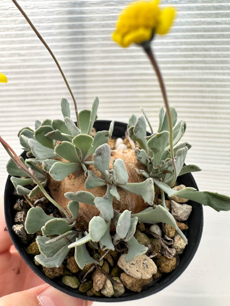 【現品限り】オトンナ・カカリオイデス 現地株 発根済み【Q30】 Othonna cacalioides