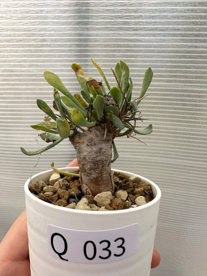 【現品限り】オトンナ・ユーフォルビオイデス【Q33】 Othonna euphorbioides