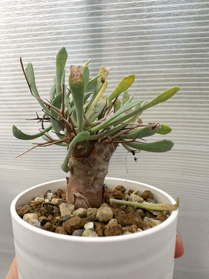 【現品限り】オトンナ・ユーフォルビオイデス【Q33】 Othonna euphorbioides