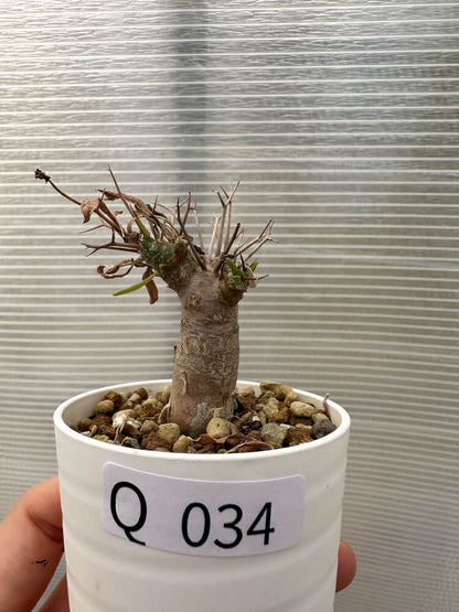 【現品限り】オトンナ・ユーフォルビオイデス【Q34】 Othonna euphorbioides