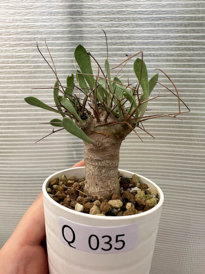 【現品限り】オトンナ・ユーフォルビオイデス【Q35】 Othonna euphorbioides