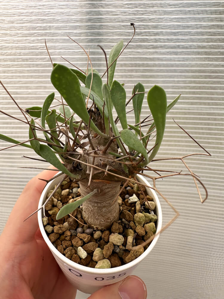 【現品限り】オトンナ・ユーフォルビオイデス【Q35】 Othonna euphorbioides